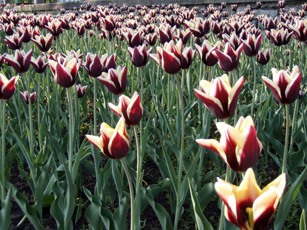 Ottawa Tulip Festival