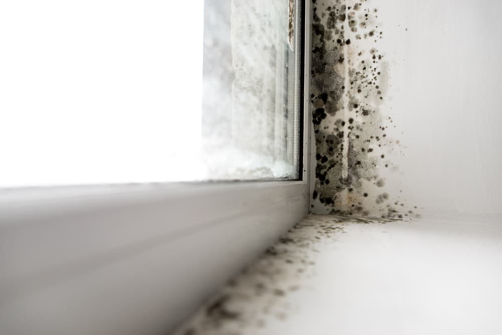 Mold in Home