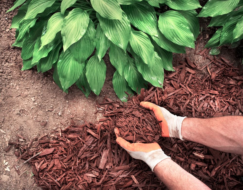adding mulch to garden